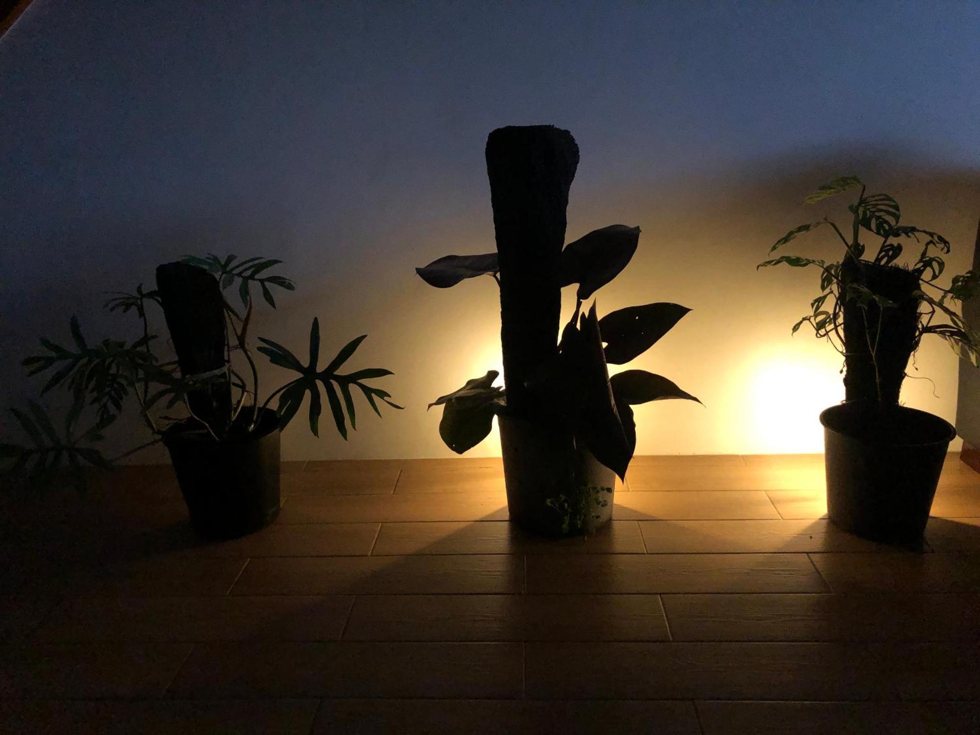 Balabala Bed & Breakfast I Nadi Dış mekan fotoğraf