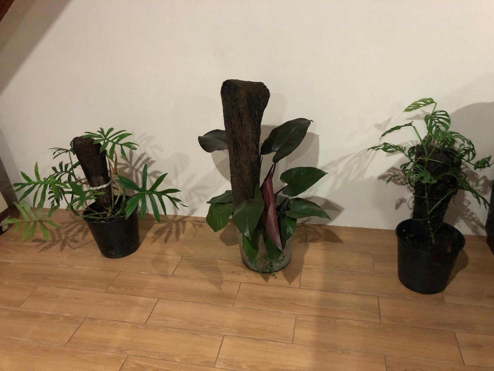 Balabala Bed & Breakfast I Nadi Dış mekan fotoğraf